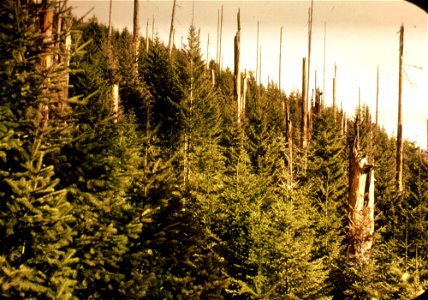 411527-second-growth-near-glide--umpqua-nf-1941jpg_49385824757_o