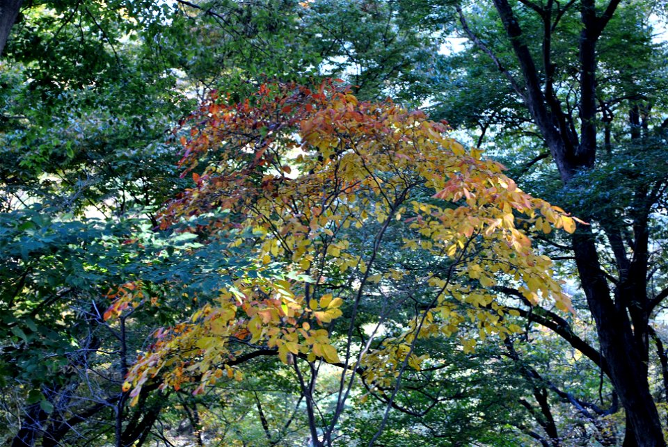 Deoksungsan Mountain