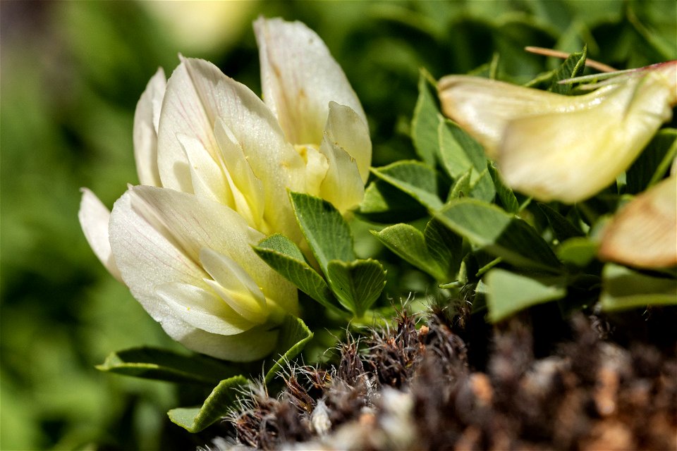 Trifolium barnebyi