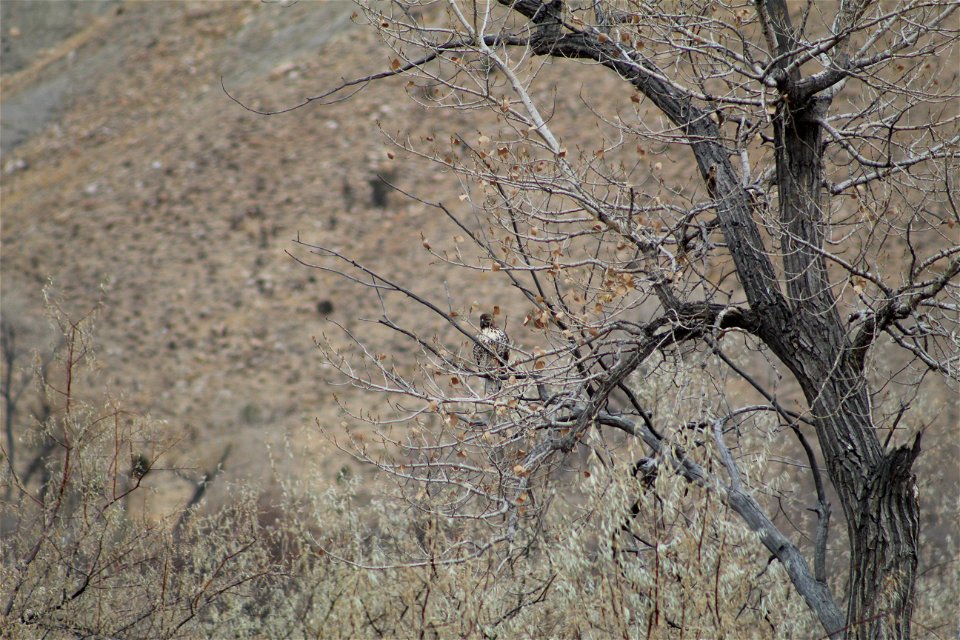 Red Tailed Hawk