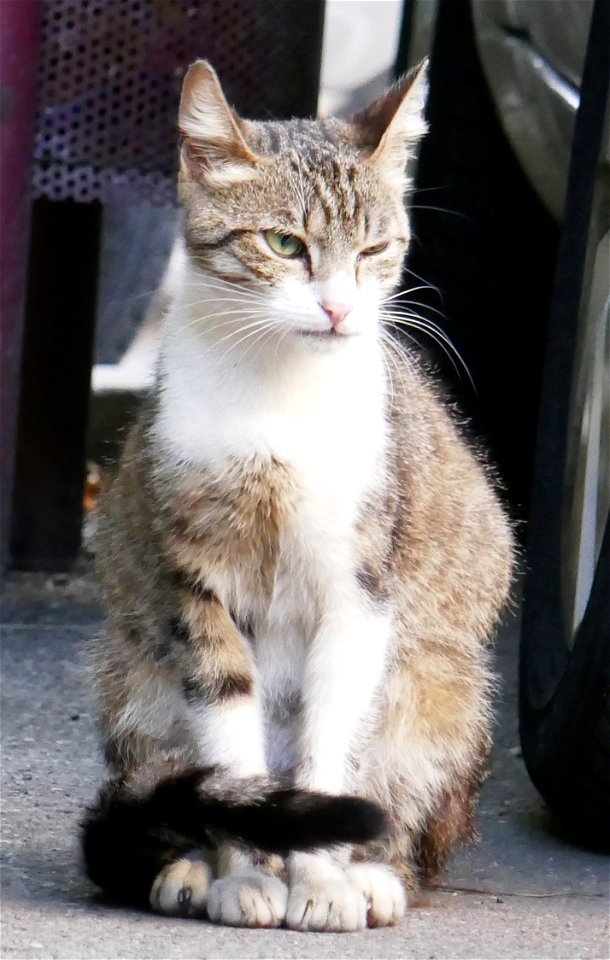 independent_cats_str2017_0703_142412