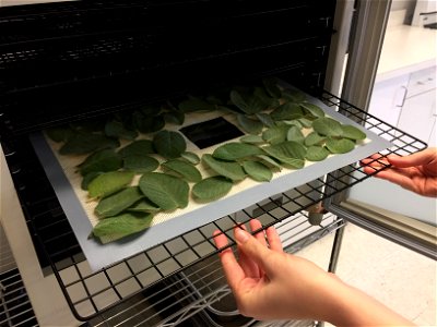 Drying herbs on tray photo