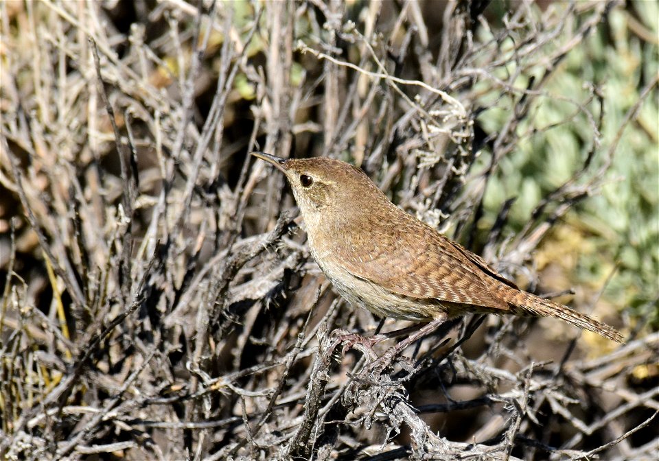 House wren at Seedskadee National Wildlife Refuge Wyoming