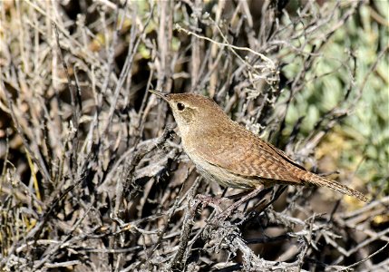 House wren at Seedskadee National Wildlife Refuge Wyoming photo