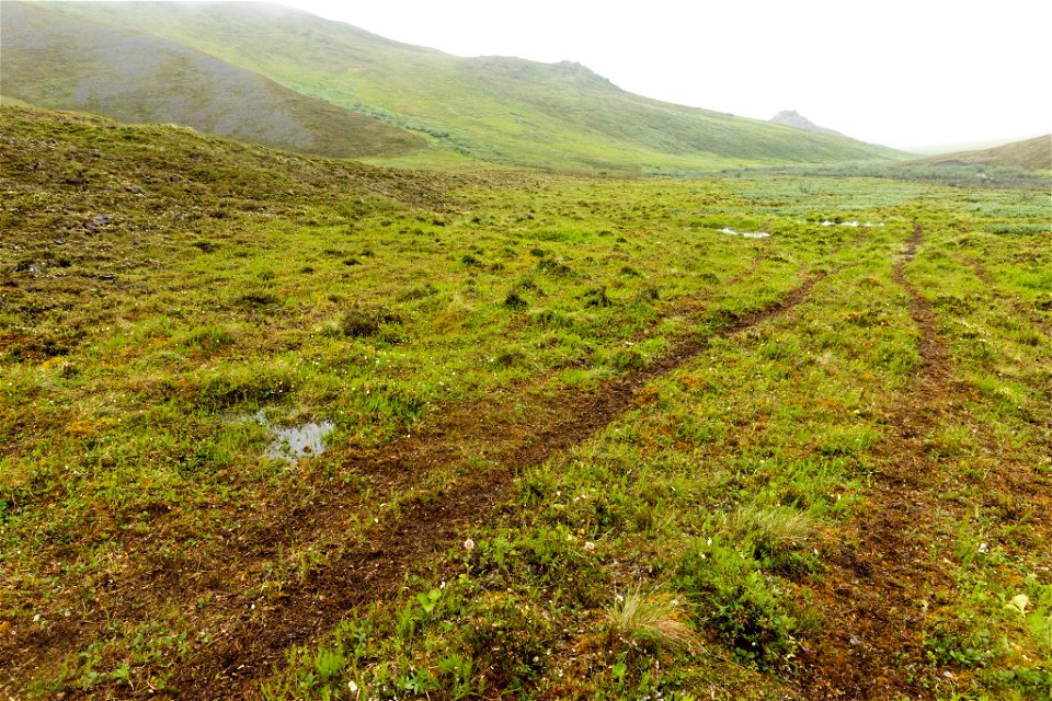 Caribou trails photo