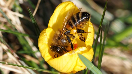 Apis mellifera (Honigbiene) bearbeitet eine Krokusblüte
