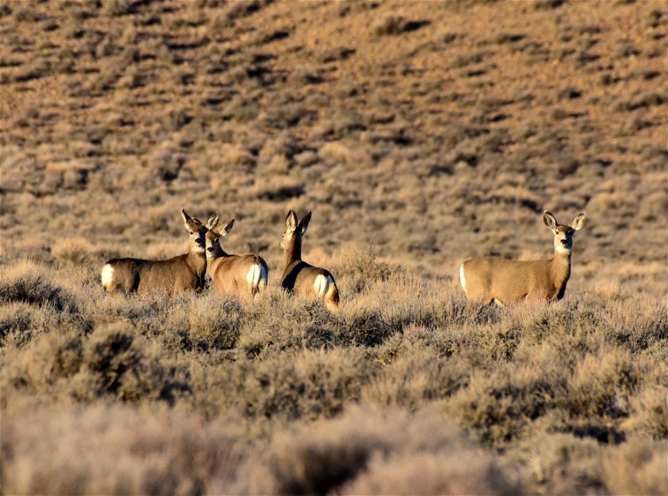 Mule deer at Seedskadee National Wildlife Refuge