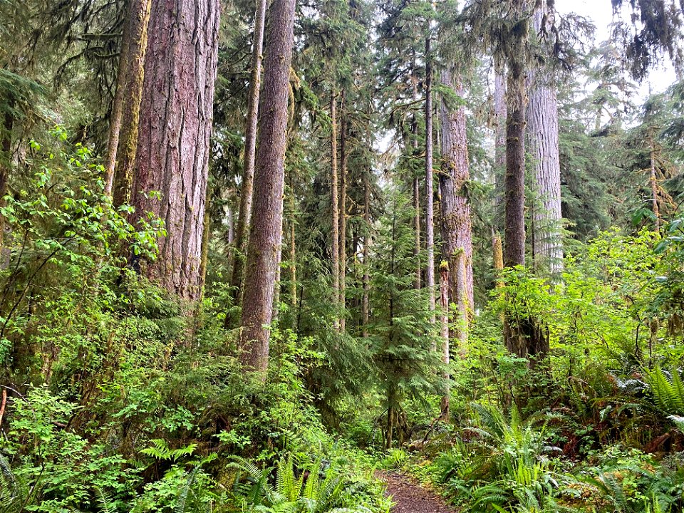 2021525-FS-Olympic- Falls Creek trail01, USDA Forest Service photo.