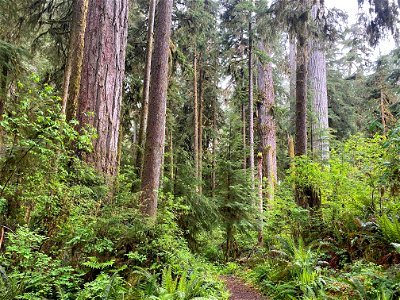 2021525-FS-Olympic- Falls Creek trail01, USDA Forest Service photo. photo