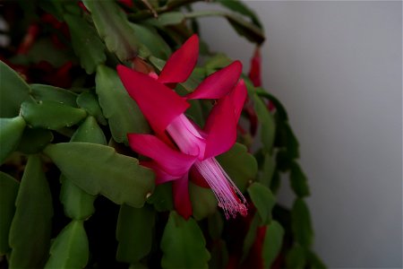 Christmas_cacti_2023_0217_105722