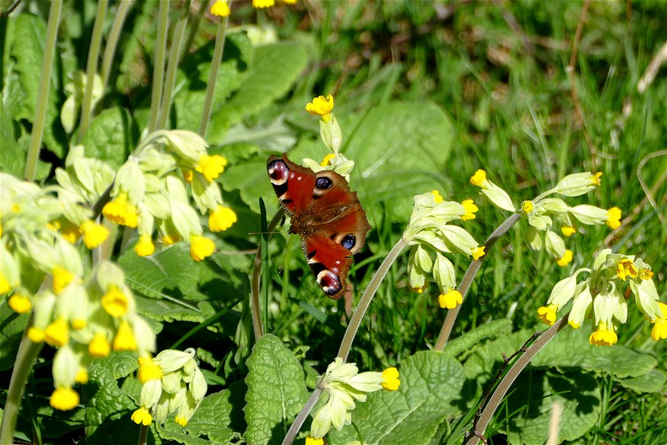 Peacock Butterfly photo