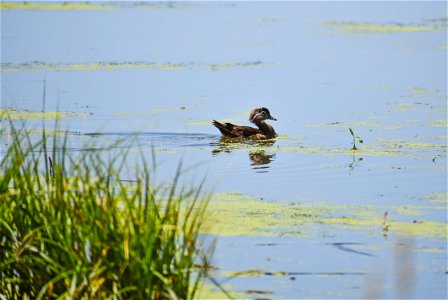 Wood Duck on Plooster WPA Lake Andes Wetland Management District South Dakota photo