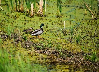 Ducks on Sherman WPA Lake Andes Wetland Management District South Dakota photo
