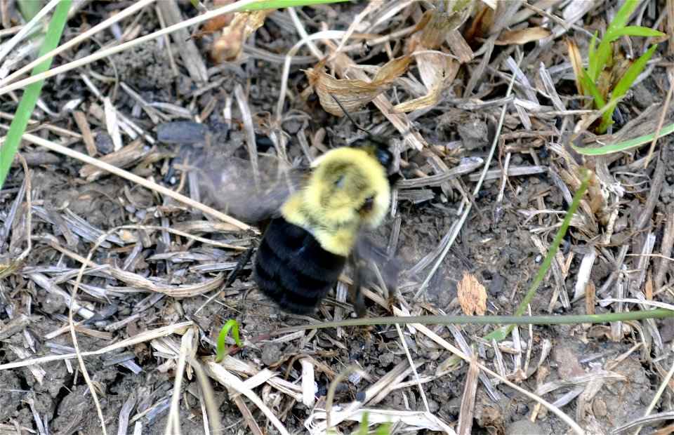 Bumblebee in flight