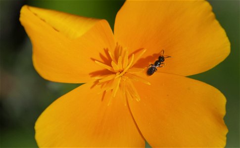 tiny bee