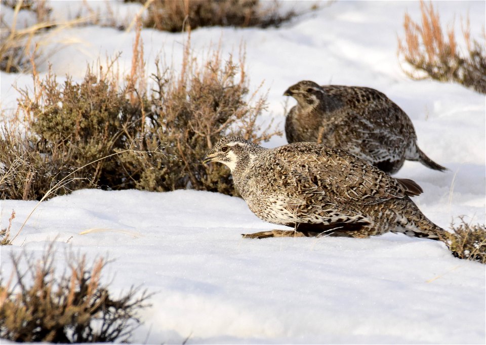Greater sage-grouse on Seedskadee National Wildlife Refuge