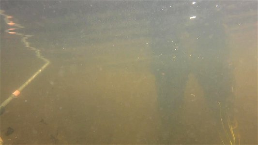 Sea lamprey larval assessment photo