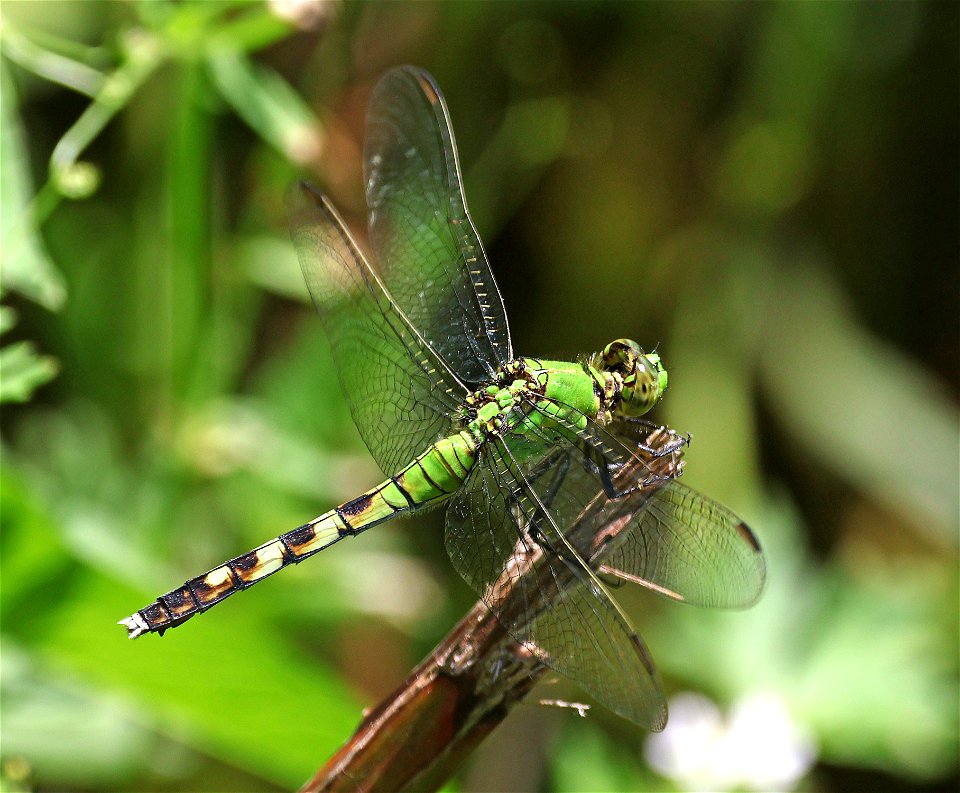 PONDHAWK, EASTERN (Erythemis simpliciollis) (05-10-2023) albermarle, stanly co, nc -01a female or imm