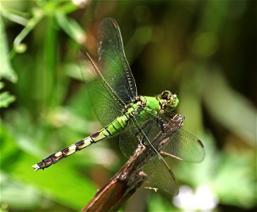 PONDHAWK, EASTERN (Erythemis simpliciollis) (05-10-2023) albermarle, stanly co, nc -01a female or imm