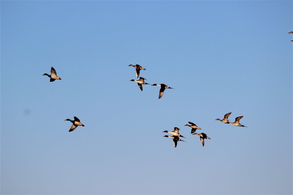 Northern Pintails and Mallards Lake Andes National Wildlife Refuge South Dakota
