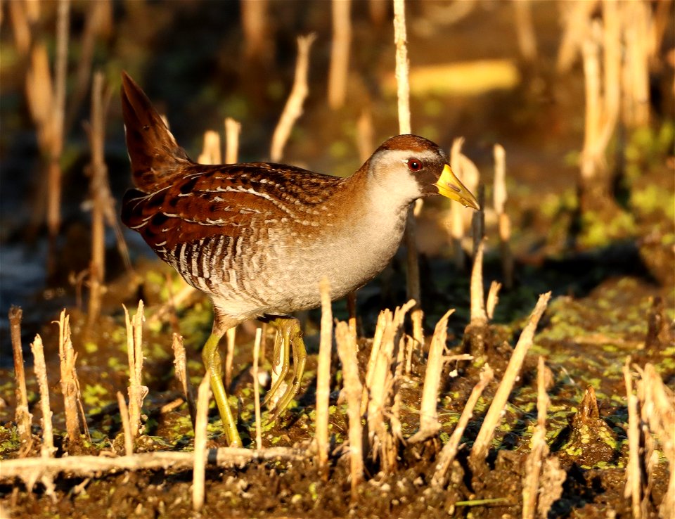 Sora on the Huron Wetland Management District South Dakota