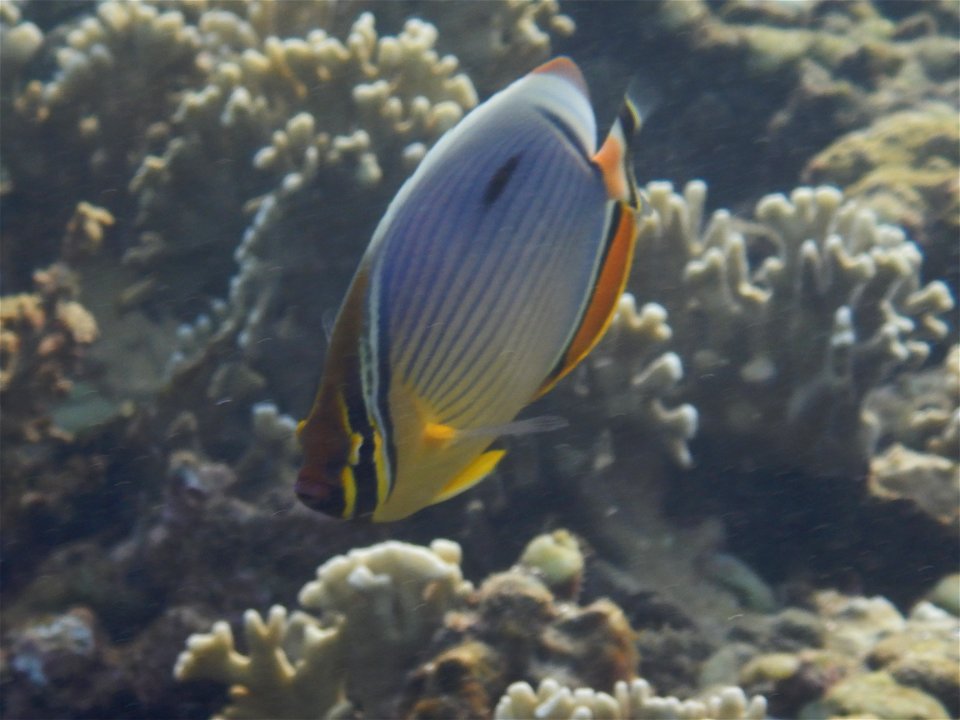 Chaetodon trifasciatus 5