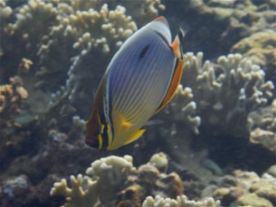Chaetodon trifasciatus 5