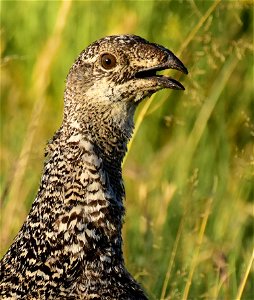 Greater sage-grouse at Seedskadee National Wildlife Refuge