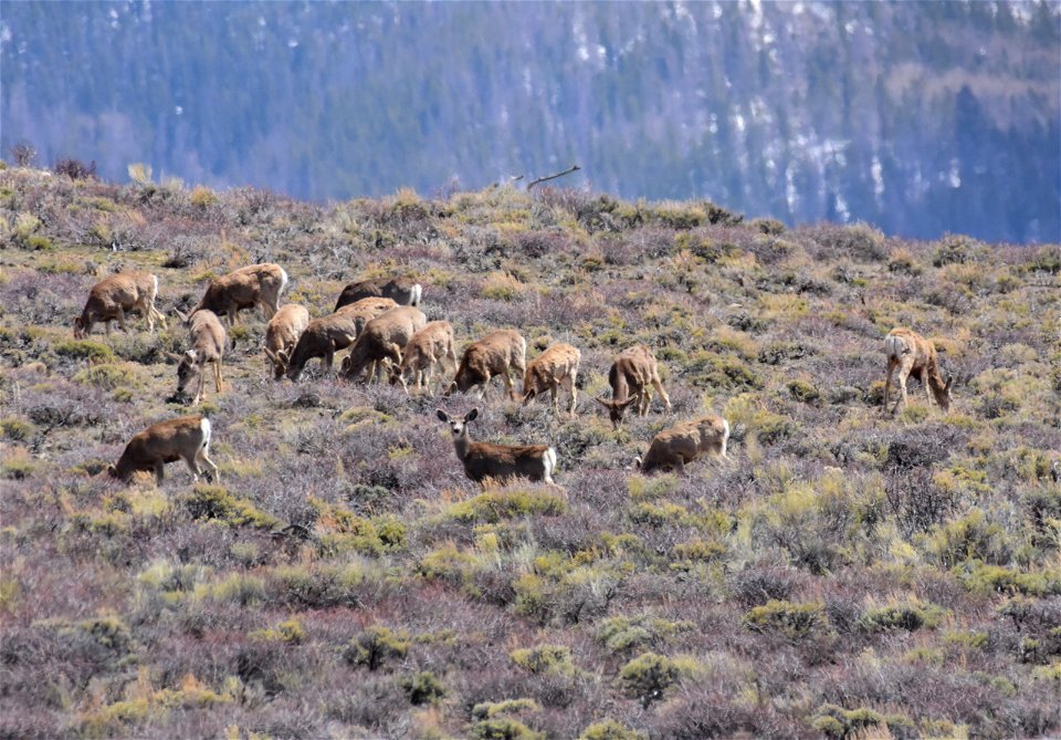 Mule deer near Arapaho National Wildlife Refuge Colorado