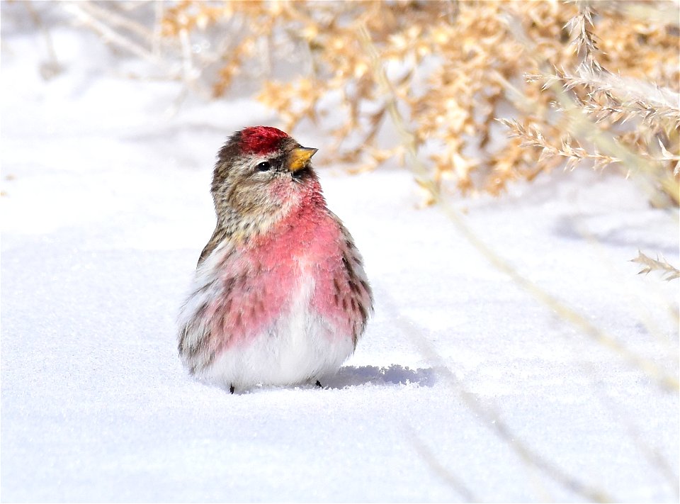 Common redpoll at Seedskadee National Wildlife Refuge