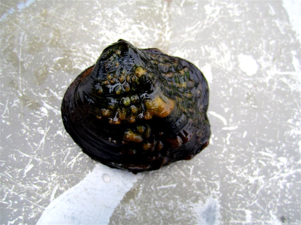 Monkeyface Mussel (Quadrula metanevra)