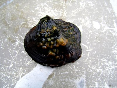 Monkeyface Mussel (Quadrula metanevra)