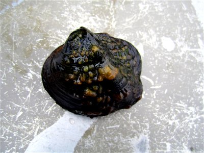 Monkeyface Mussel (Quadrula metanevra) photo