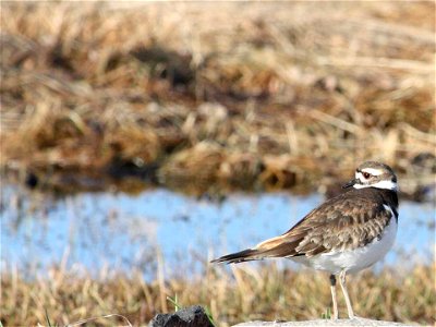 Killdeer by Kevin Lowry/USFWS