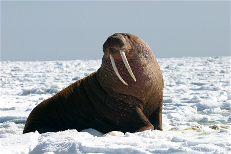 Pacific Walrus Bull photo