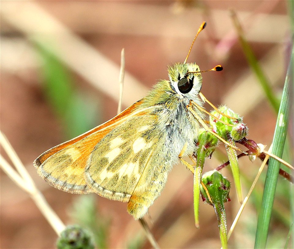 SKIPPER, LINDSEY'S (Hesperia  lindseyi) (06-15-2022)  male, rattlesnake spring, copco road, jackson co, or -02