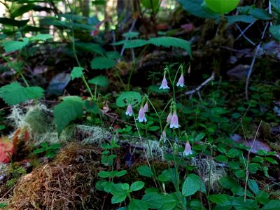 Twinflower, Mt. Baker-Snoqualmie National Forest. Photo by Anne Vassar June 17, 2021.