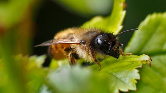 Ein Mauerbienen-Weibchen (Osmia sp.) ruht sich auf einem Blatt aus