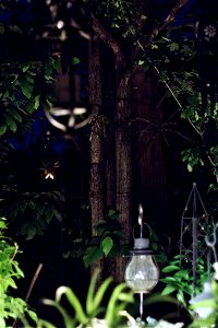 Night shot of the garden