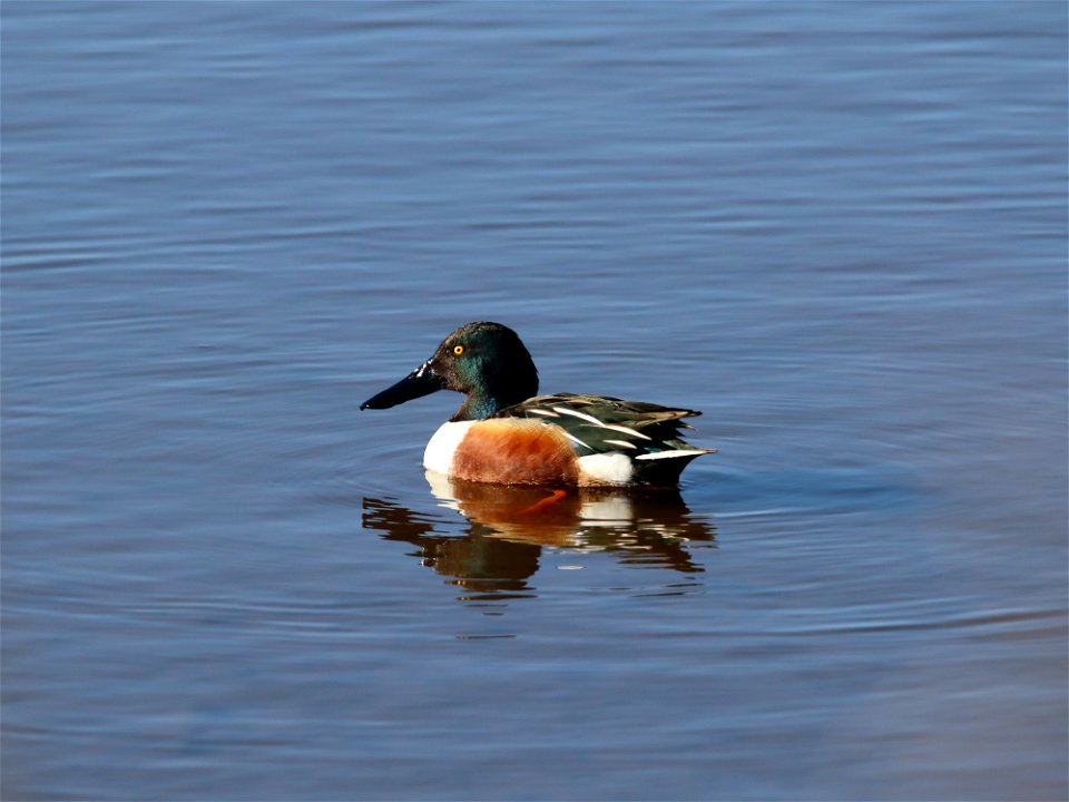 Mr Shoveler photo