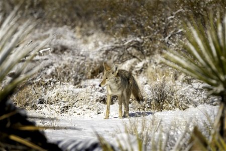 Coyote (Canis latrans) in the snow near Quail Springs