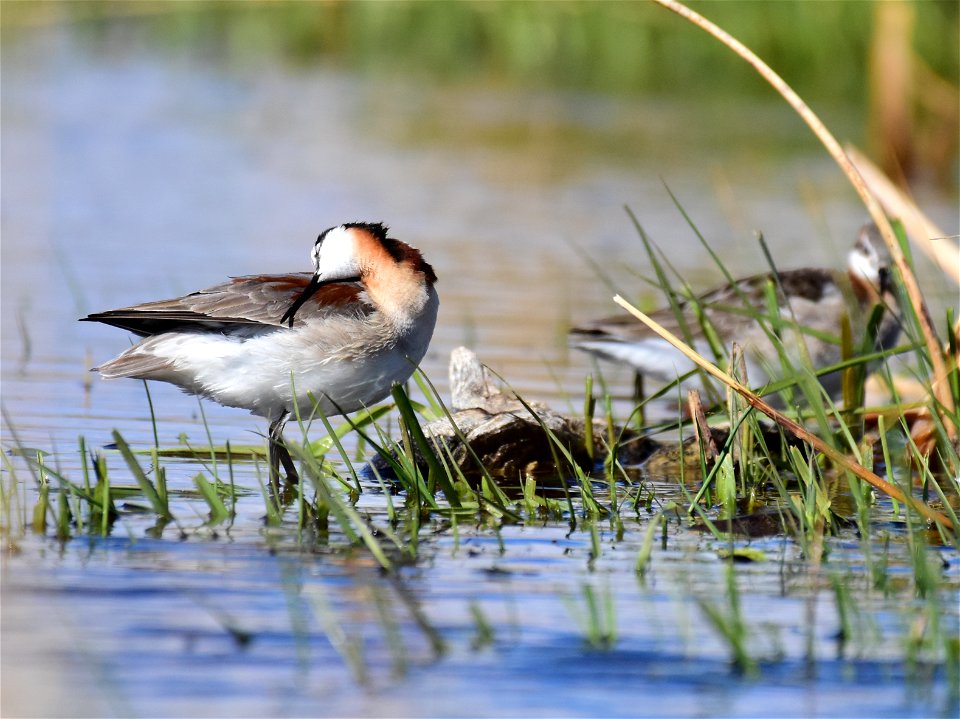 Wilson's phalarope at Seedskadee National Wildlife Refuge
