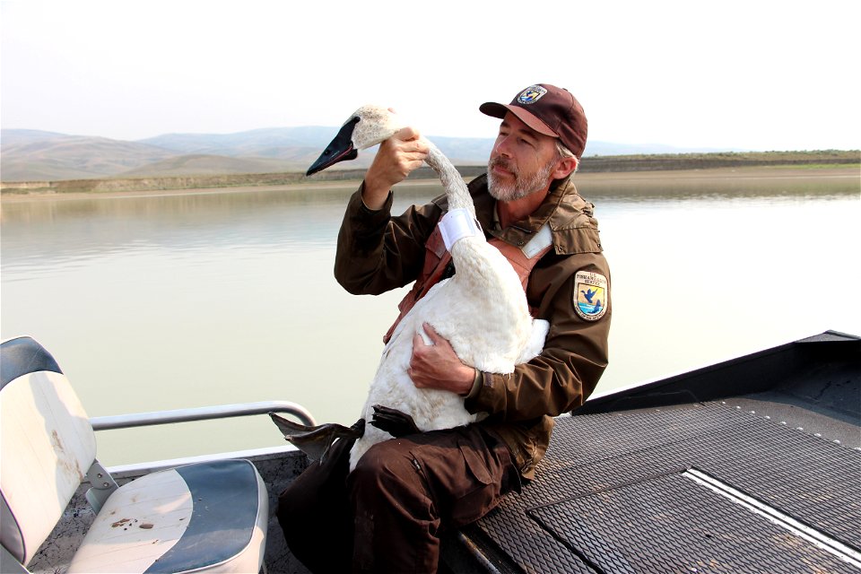 Trumpeter Swan Conservation