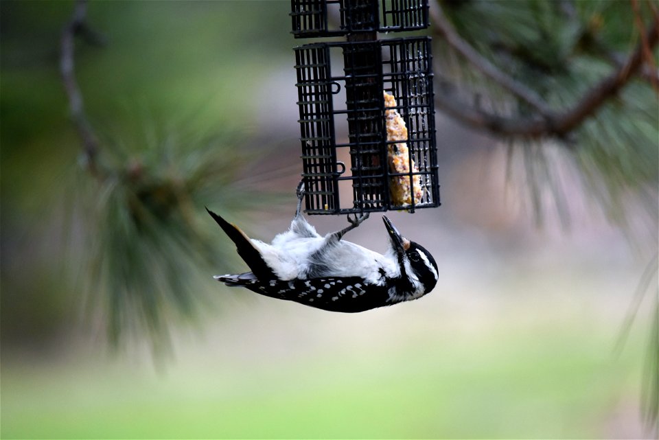 Hairy woodpecker