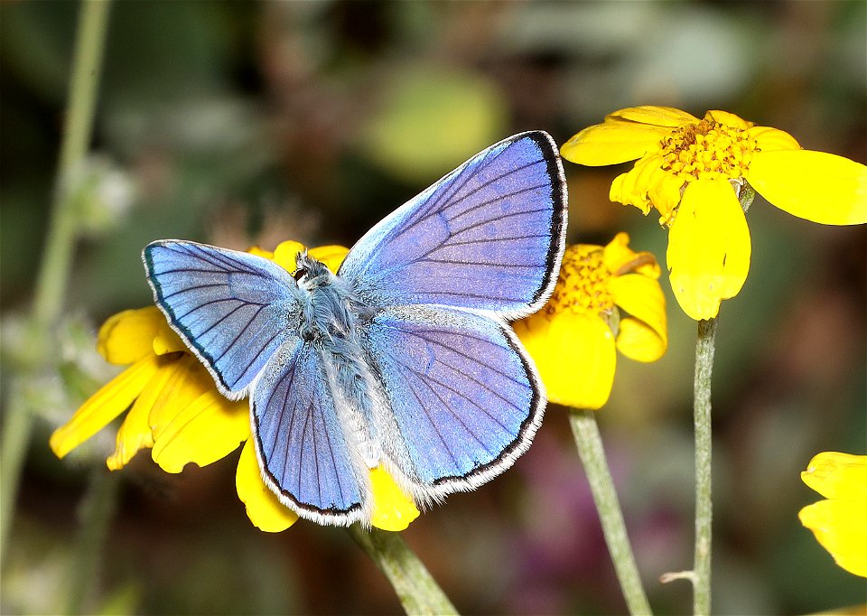 COPPER, BLUE (Lycaena heteronea) (09-02-2022) male, about 5900 ft, table mt, jackson co, or -12c