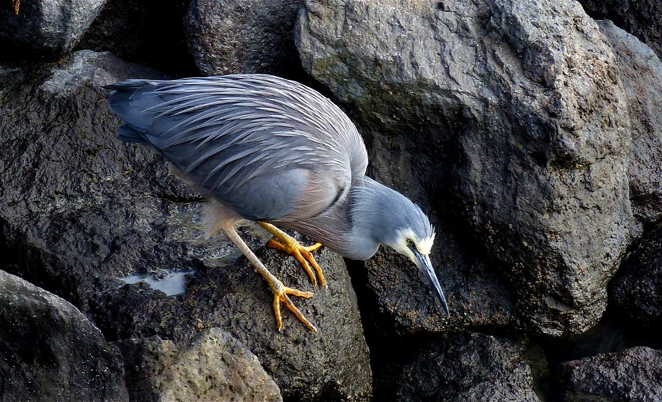 White-faced heron.  (Egretta novaehollandiae)