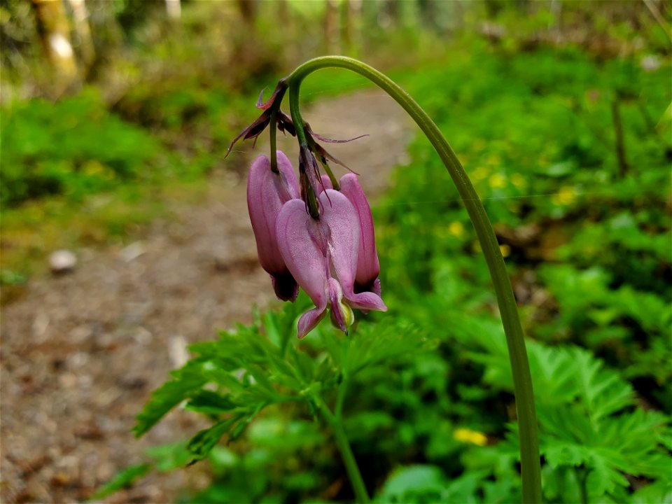 Bleeding Hearts along the Beaver Lake Trail, Mt. Baker-Snoqualmie National Forest. Photo by Anne Vassar April 29, 2021.