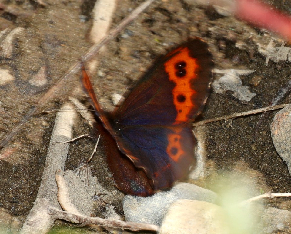 ALPINE, VIDLER'S (Erebia vidleri) (07-17-2022) hart pass-slate peak, okanogan co, wa -01