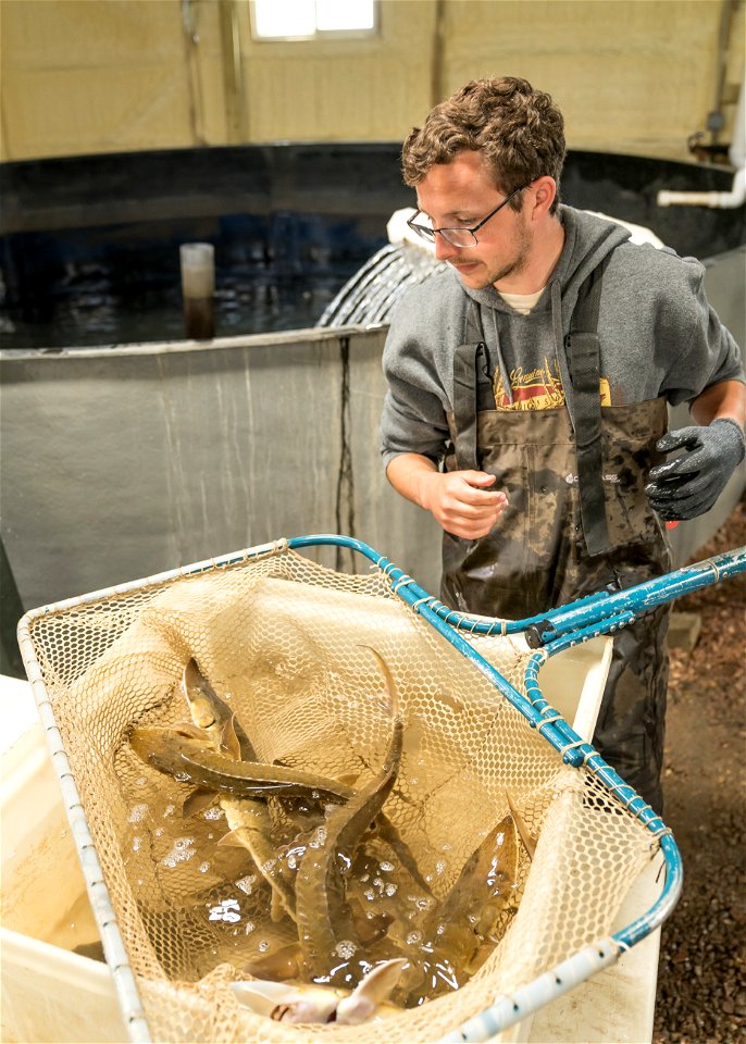 Shovelnose sturgeon tagging