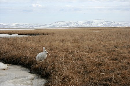 Tundra hare photo